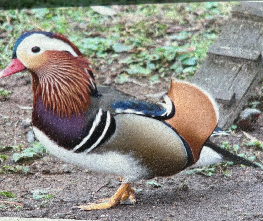 siereenden mandarijn carolina europese smient, Dieren en Toebehoren, Pluimvee, Meerdere dieren, Eend