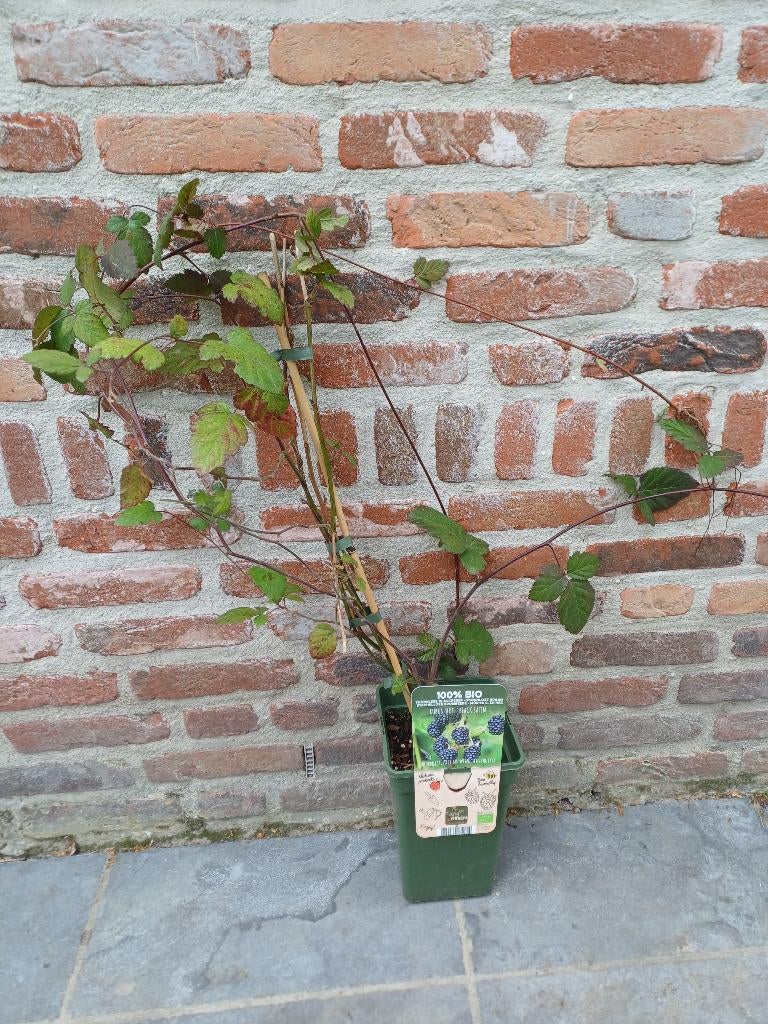 Doornloze braam, Ophalen, Struik
