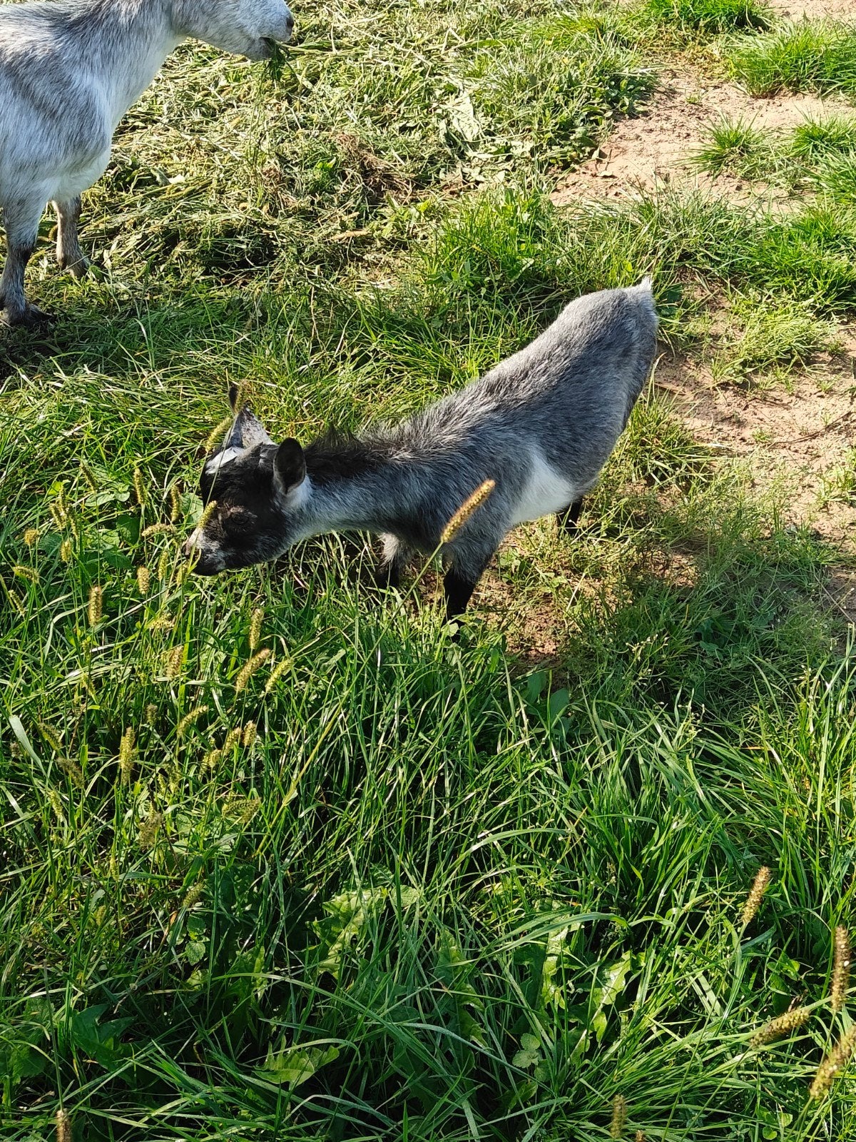 Mooi bokje, Dieren en Toebehoren