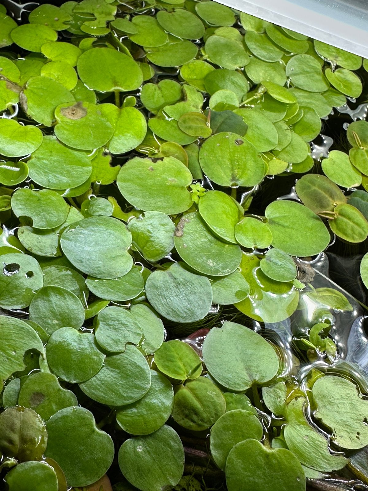 Amazone kikkerbeet - Limnobium Laevigatum, Enlèvement, Comme neuf