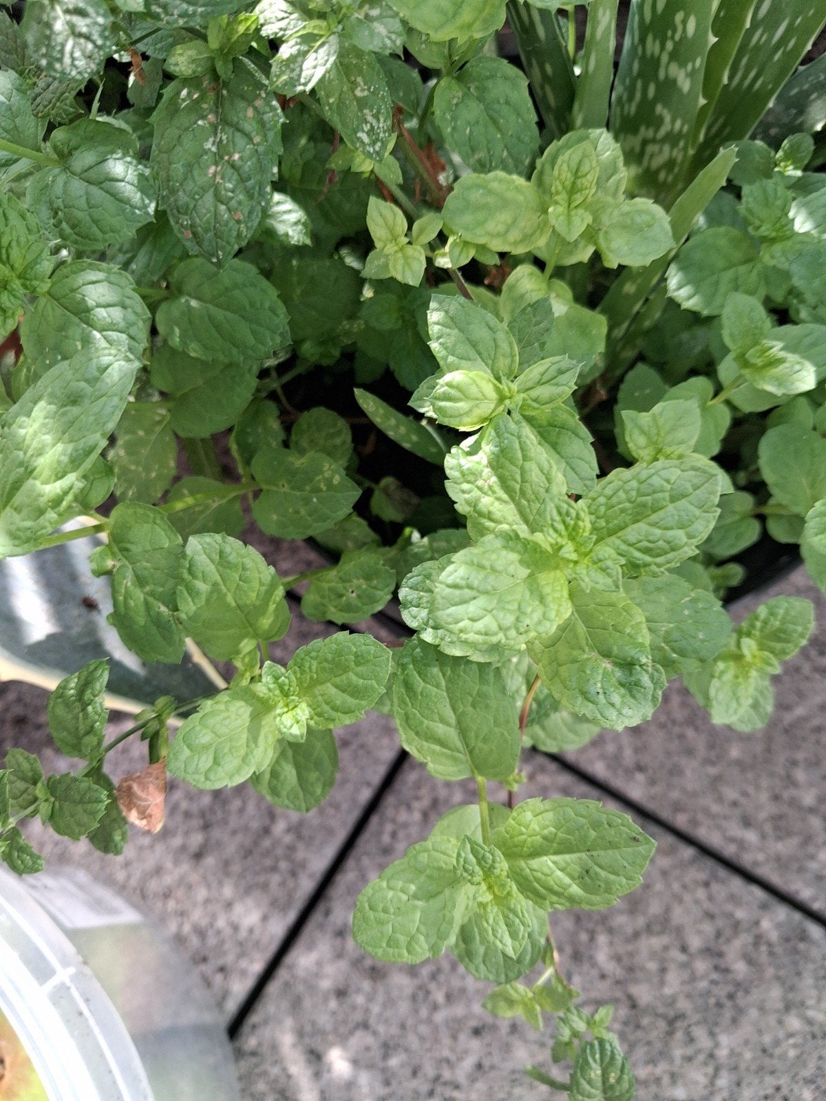 Menthe en pot, Jardin & Terrasse, Plantes | Arbustes & Haies, Enlèvement