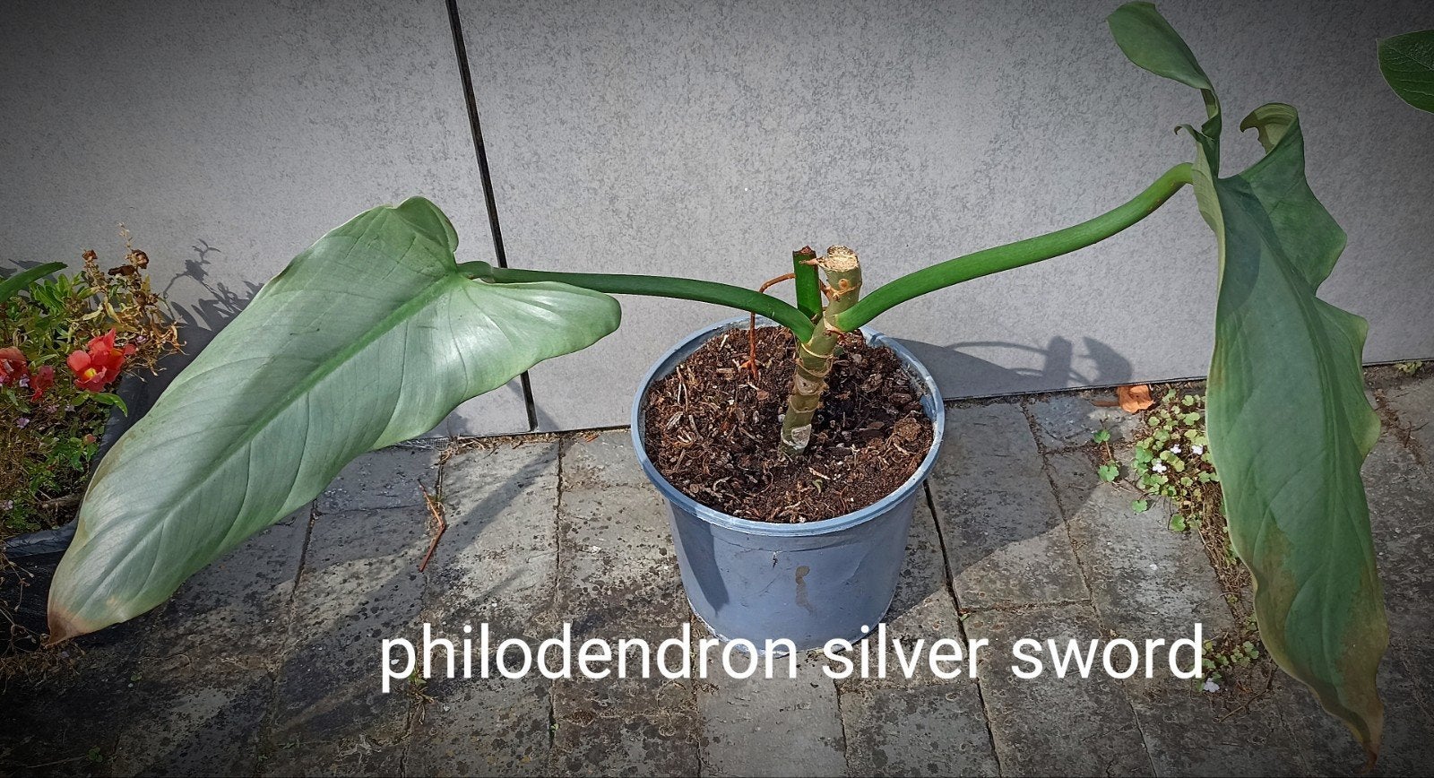 plante d'intérieur, 1 pièce, Enlèvement