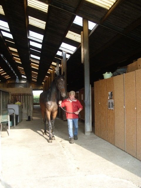 stalling met weidegang, Élevage, 4 chevaux ou poneys ou plus