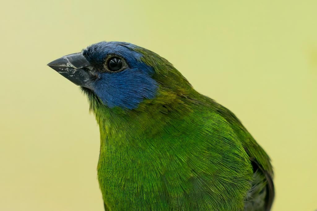 driekleur papegaai amandine, Dieren en Toebehoren, Vogels | Overige Vogels, Meerdere dieren, Tropenvogel, Geringd