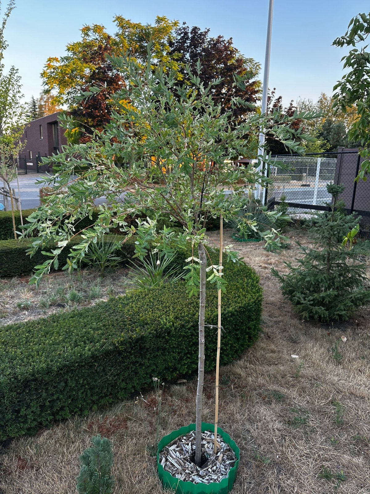 Salix integra - Hakuro Nishiki -2 pièces (~180 cm de haut), Enlèvement