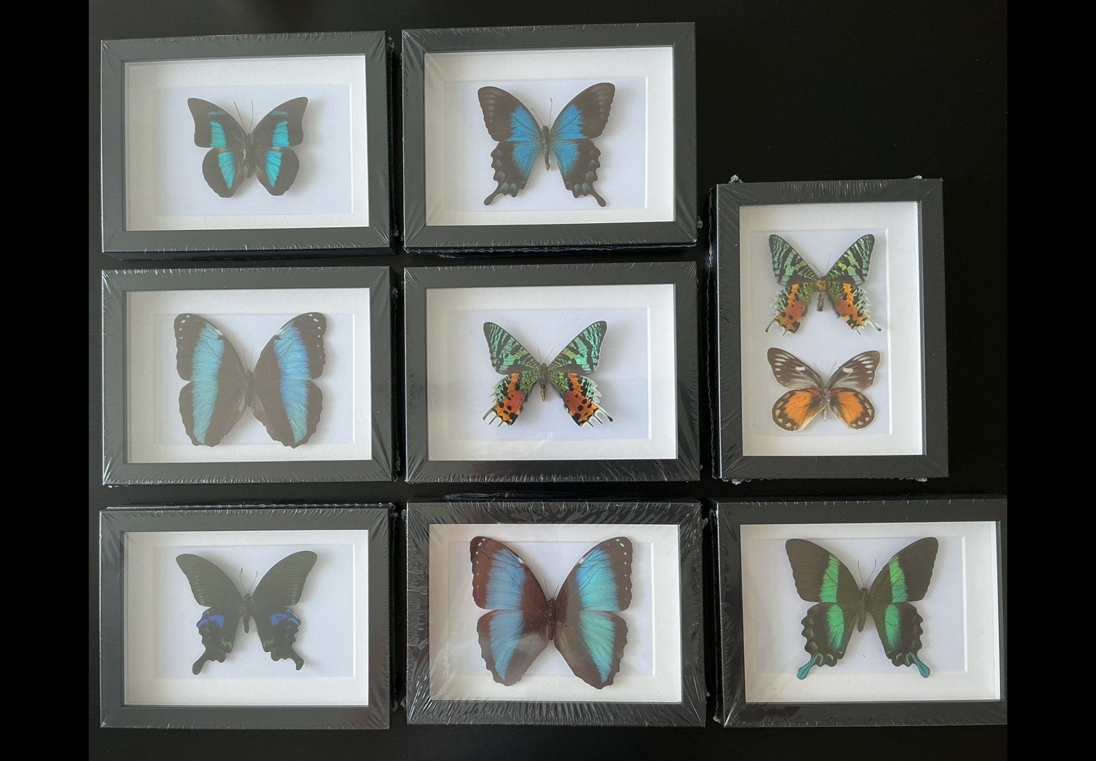 AANBIEDING: lijsten met tropische vlinders, 25 € / ex., Ophalen, Nieuw