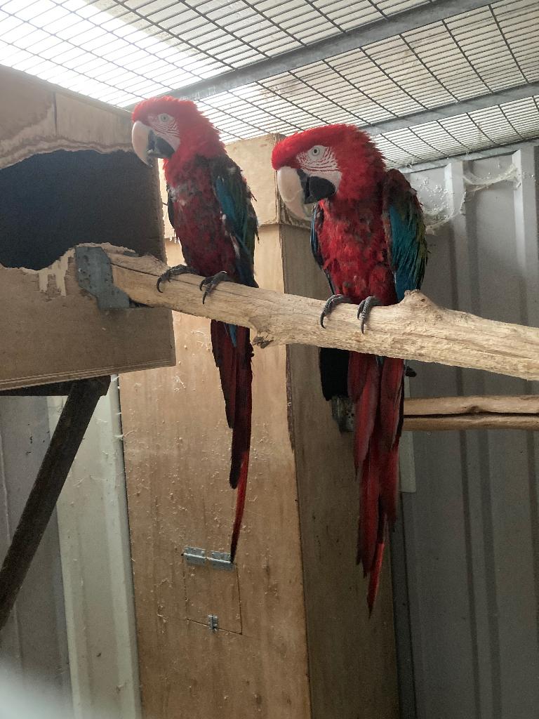 Kweekpaar groenvleugel ara’s, Dieren en Toebehoren