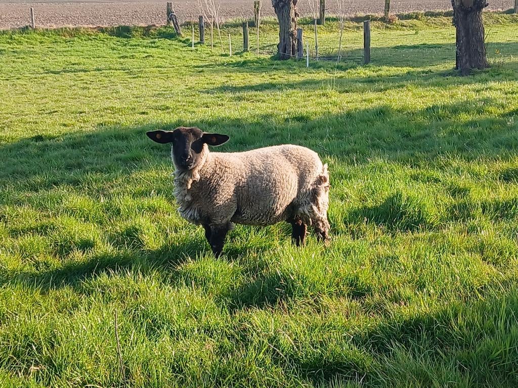 Suffolk ooi 2025, Vrouwelijk, Schaap, 0 tot 2 jaar