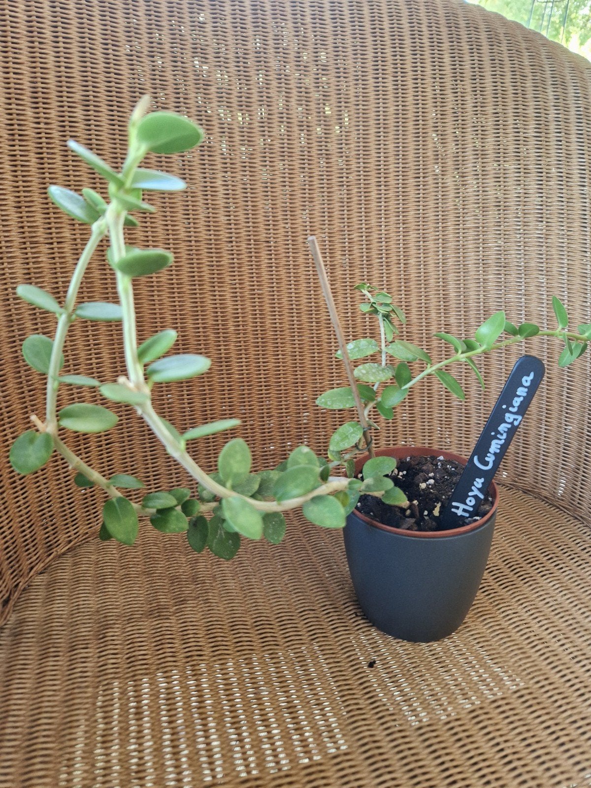 Hoya cumingiana, Huis en Inrichting, Kamerplanten, Ophalen of Verzenden