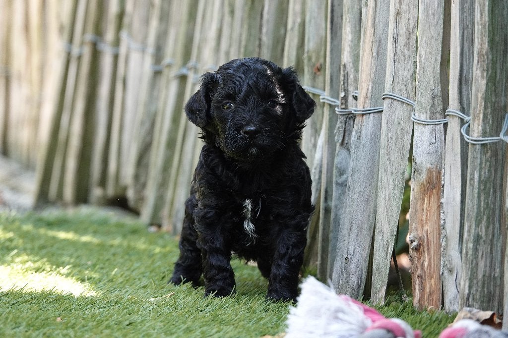 Prachtige Lagotto Romagnolo pups (Italiaanse waterhond), België, Overige rassen, CDV (hondenziekte), 8 tot 15 weken