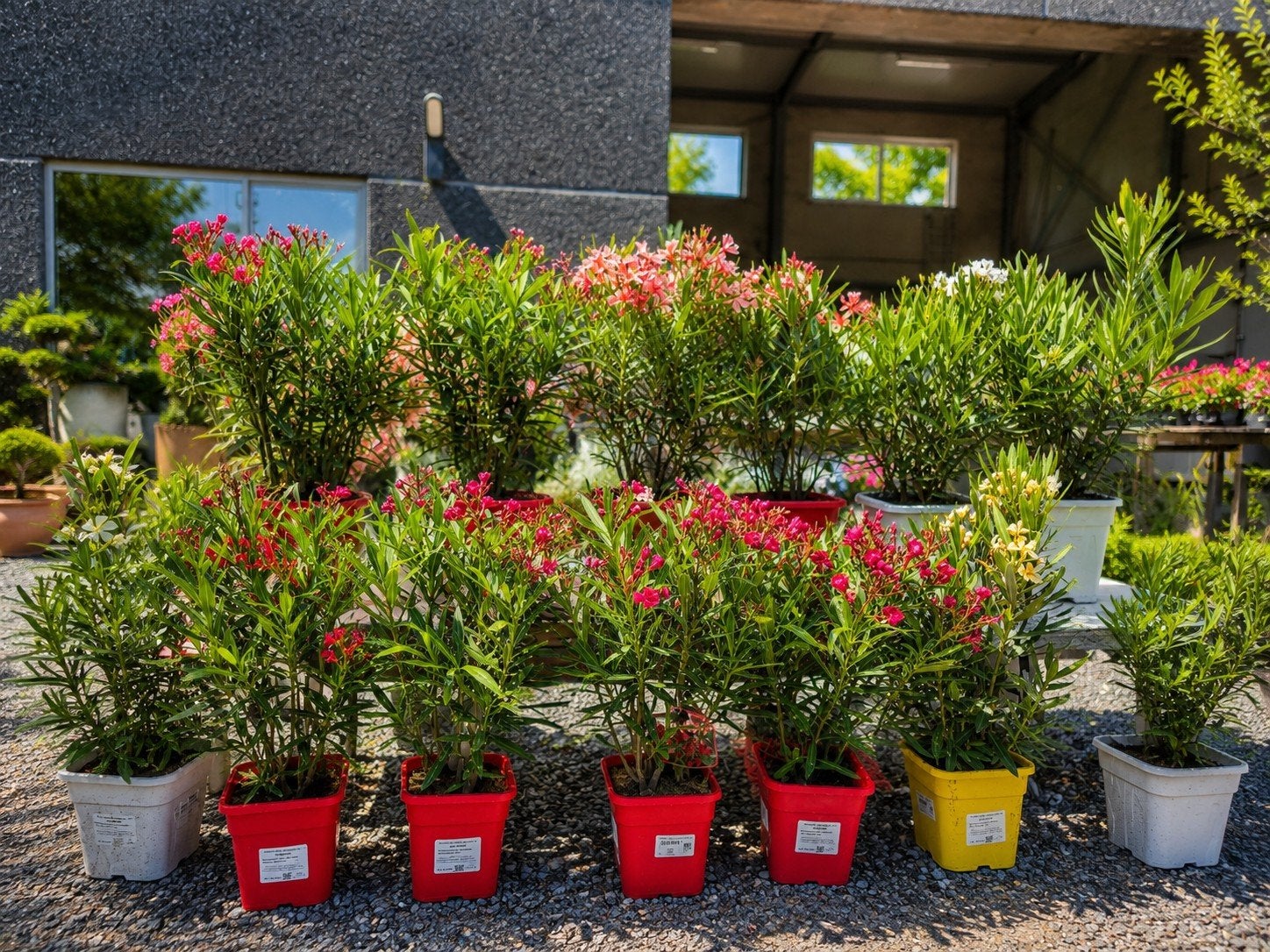 Nerium Oleander in verschillende potmaten en kleuren, Ophalen