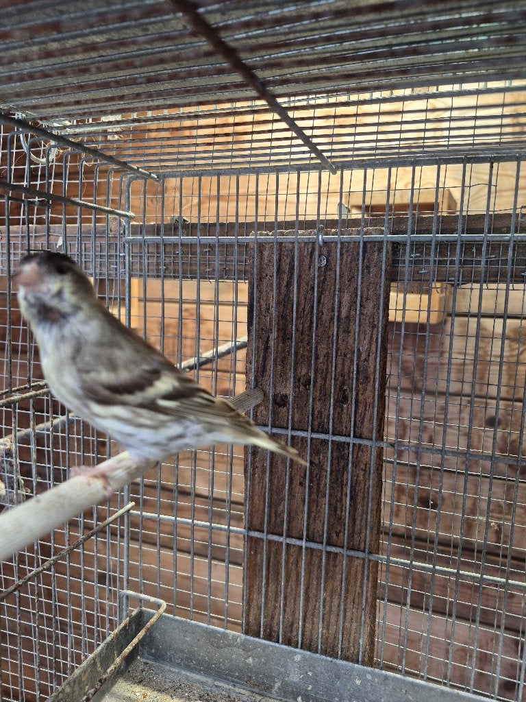 Sijzen ivoor overjarig en 2jarige, Mannelijk, Wildzangvogel, Geringd