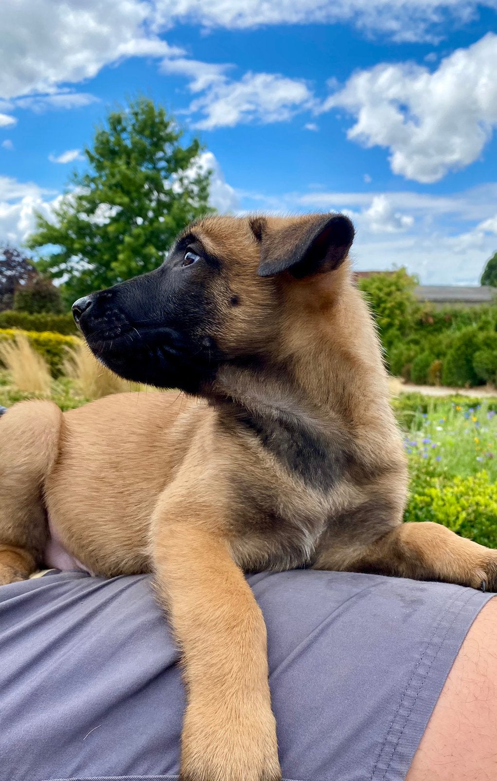 Mechelse Herder pups uit liefdevol boerderijnest ! ☀️, Dieren en Toebehoren, Parvo, België, Fokker | Hobbymatig, 8 tot 15 weken
