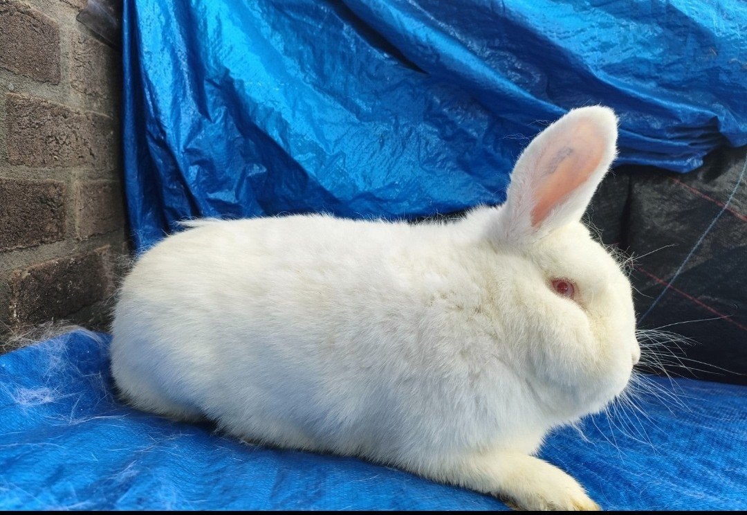 Prachtige Witte Nieuw-Zeelander (TT-kwaliteit), Plusieurs animaux, Grand, 0 à 2 ans