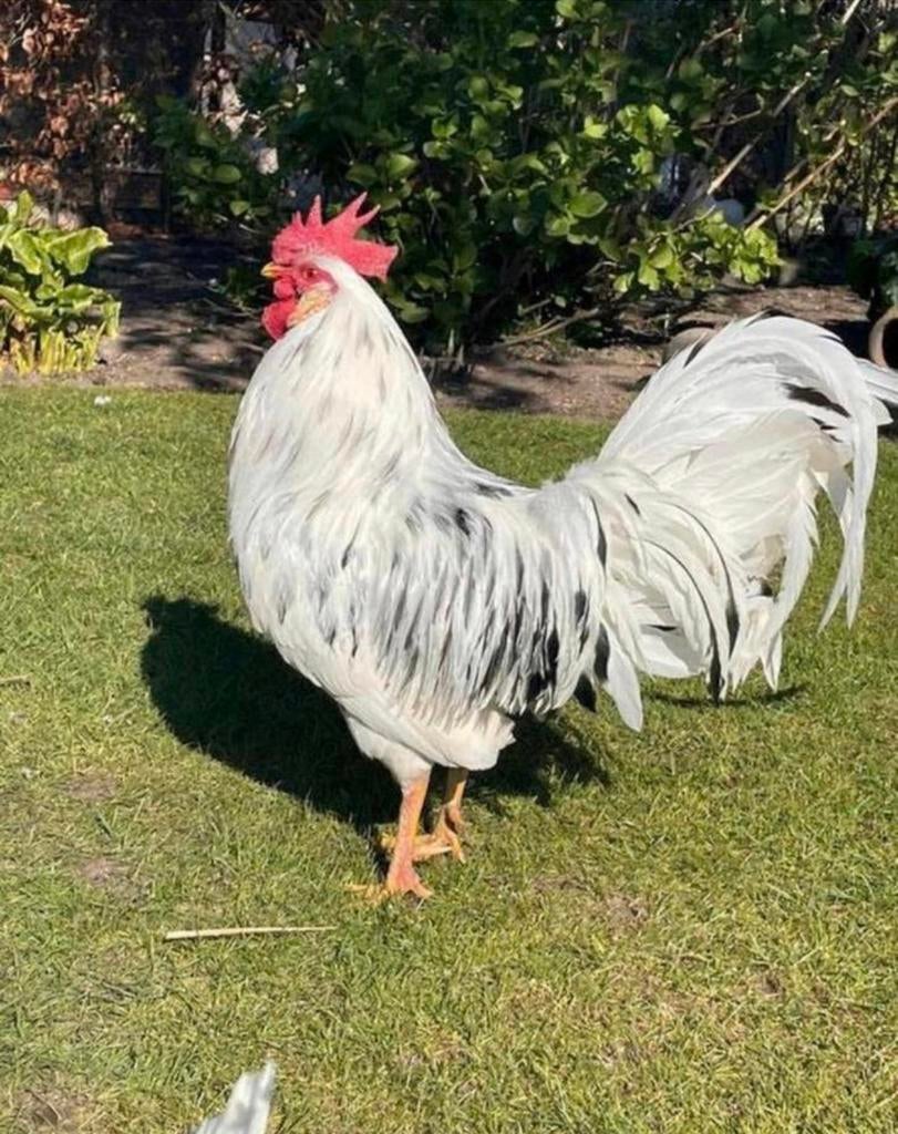 Broedeieren Bonte Leghorn, Dieren en Toebehoren, Pluimvee, Kip