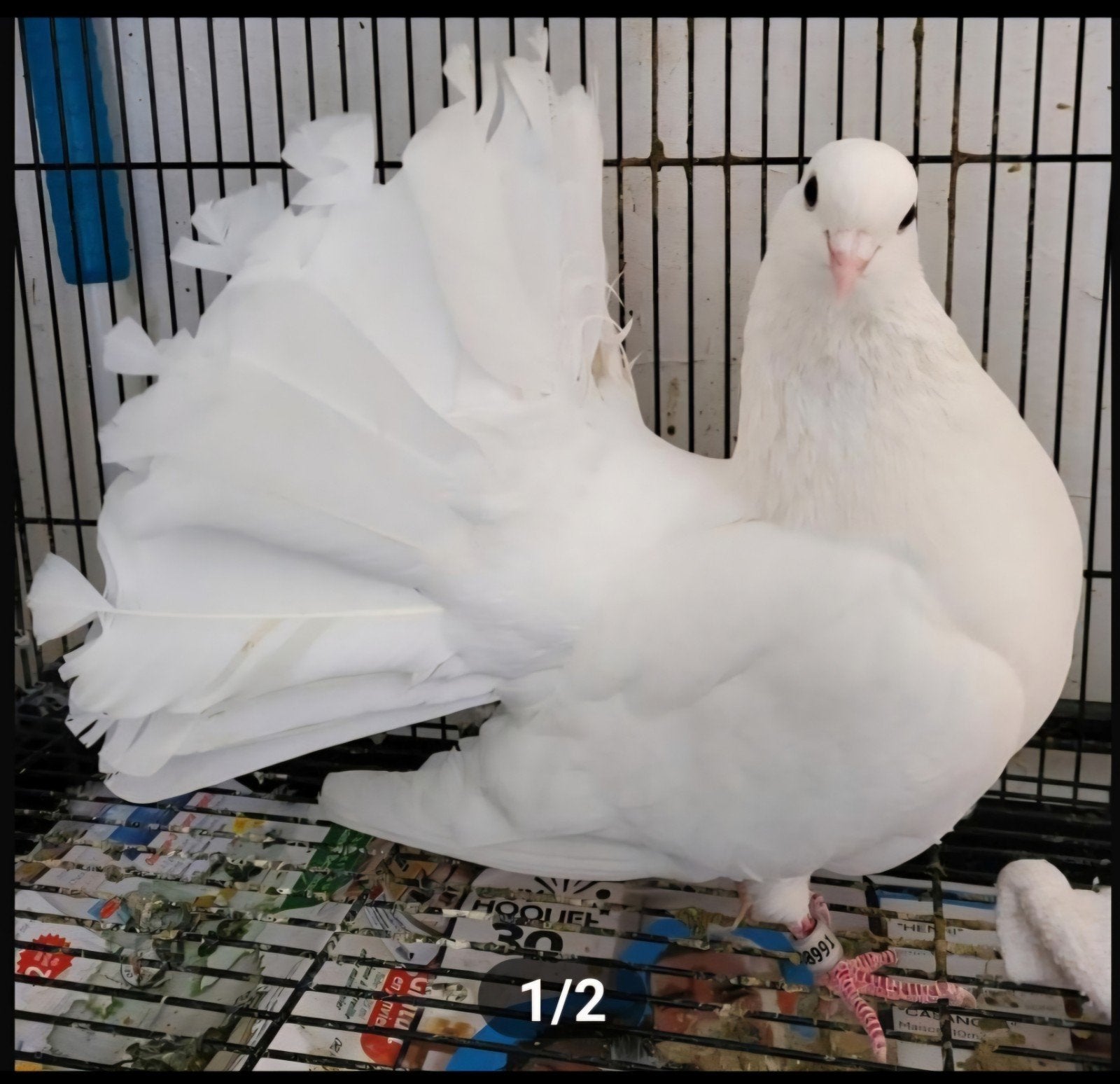 QUEUE DE PAON FANTAIL ANGLAIS 2026 VACCINÉ,VERMIFUGER, Plusieurs animaux, Autres espèces
