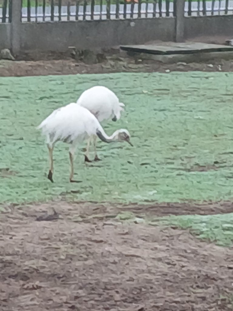 2 wiite nandoe kuikens te koop, Dieren en Toebehoren, Meerdere dieren, Overige soorten