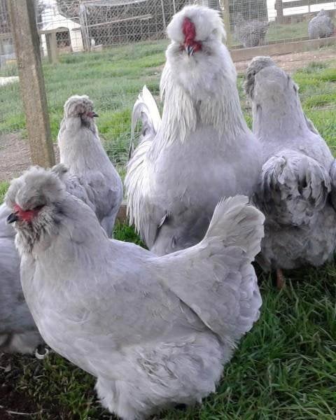 pluimvee, Mâle, Poule ou poulet