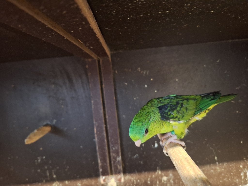 Catharina's, Plusieurs animaux, Perruche, Bagué