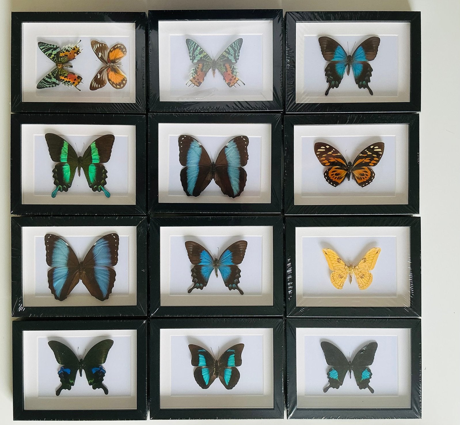 NIEUWE LIJSTEN met VLINDERS, Huis en Inrichting, Ophalen of Verzenden, Nieuw