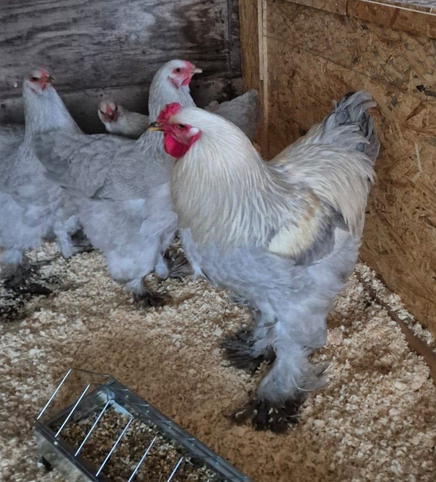12 broedeieren Brahma Isabel beschikbaar!, Dieren en Toebehoren