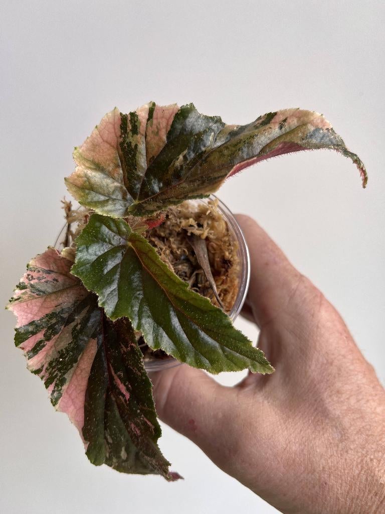 BEGONIA GINNY GALAXY VARIEGATA - PLANT, Ophalen of Verzenden
