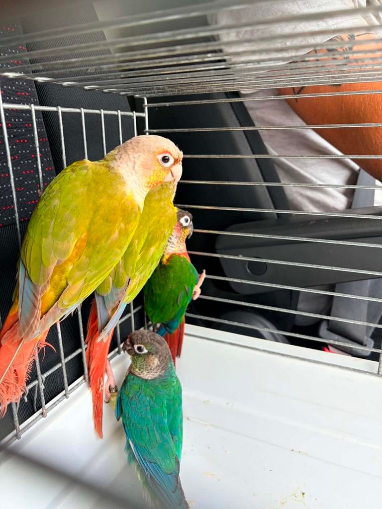 Couple conure molinae, Animaux & Accessoires, Mâle