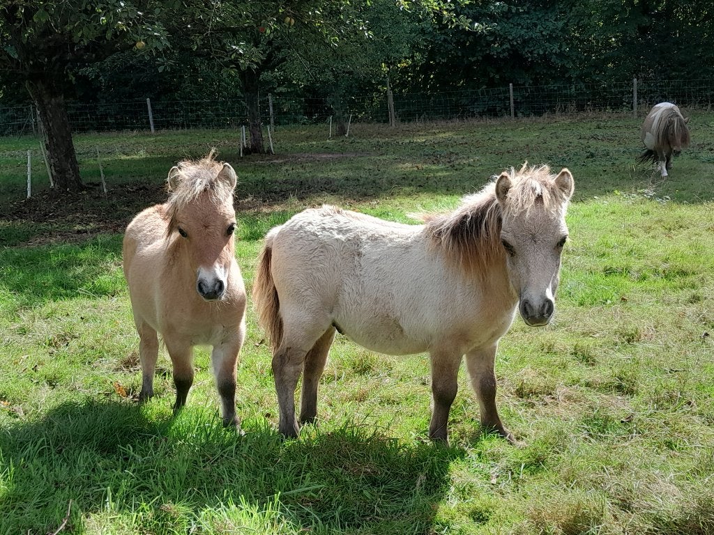 beaux poulains du Schetland, Animaux & Accessoires