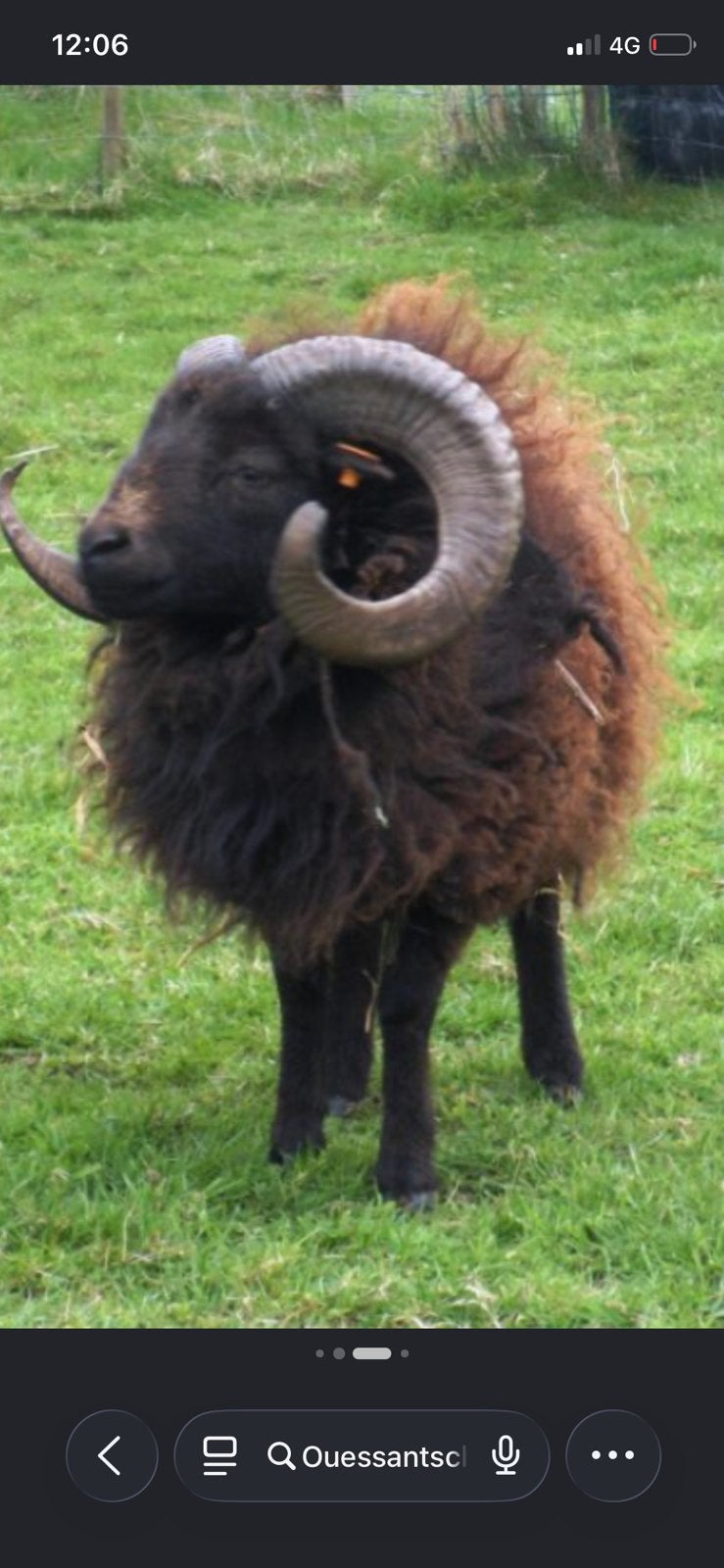 Ouessantschaap, Dieren en Toebehoren, Mannelijk, Schaap, 0 tot 2 jaar