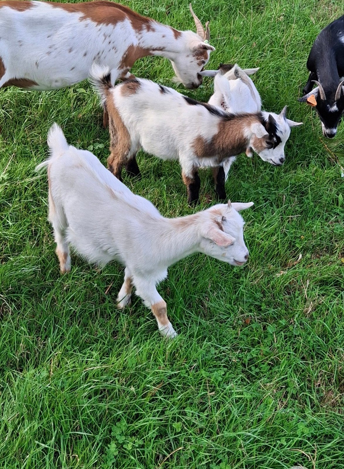 Mooie, tamme dwerggeitjes, Meerdere dieren, Geit, 0 tot 2 jaar