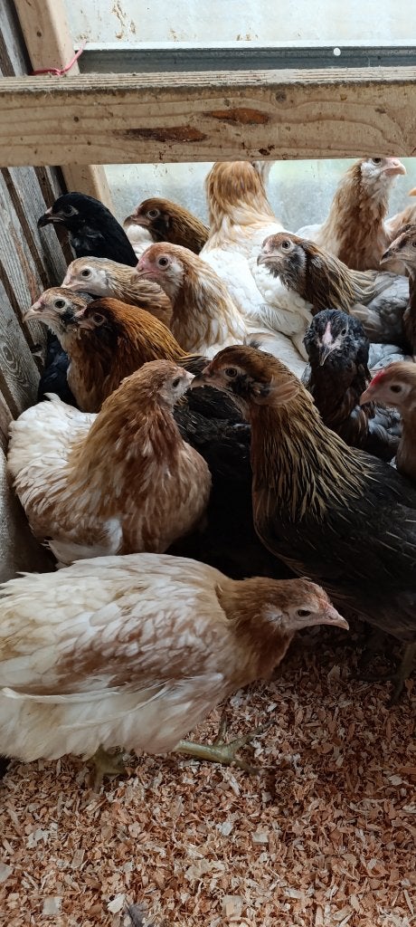 bolstaart araucana blauwleggers actie 4+1 gratis 0499/082381, Dieren en Toebehoren, Vrouwelijk, Kip