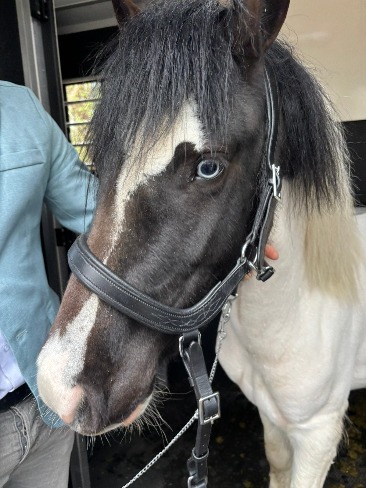 Tinker, Animaux & Accessoires, Étalon, B, Avec puce électronique, 3 à 6 ans