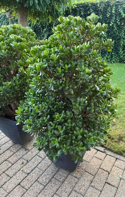 Jade boom, Ophalen