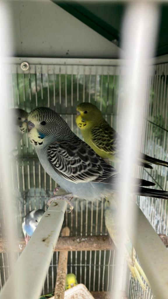 HALF TAMME GRASPARKIETJES VANAF 20 EURO/VOGEL, Geslacht onbekend, Parkiet, Tam