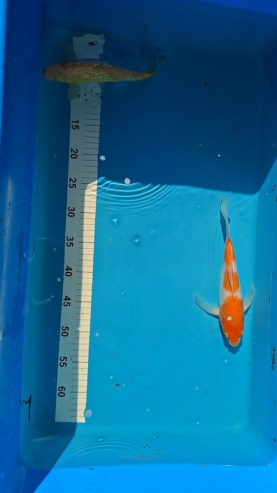 Japanse koi kohaku butterfly, Animaux & Accessoires, Poissons | Poissons d'étang, Carpe ou Koï