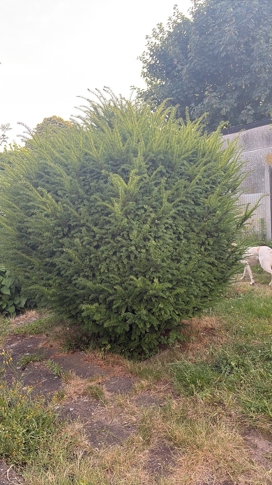 Gratis taxus mits zelf uithalen, Enlèvement, Arbuste
