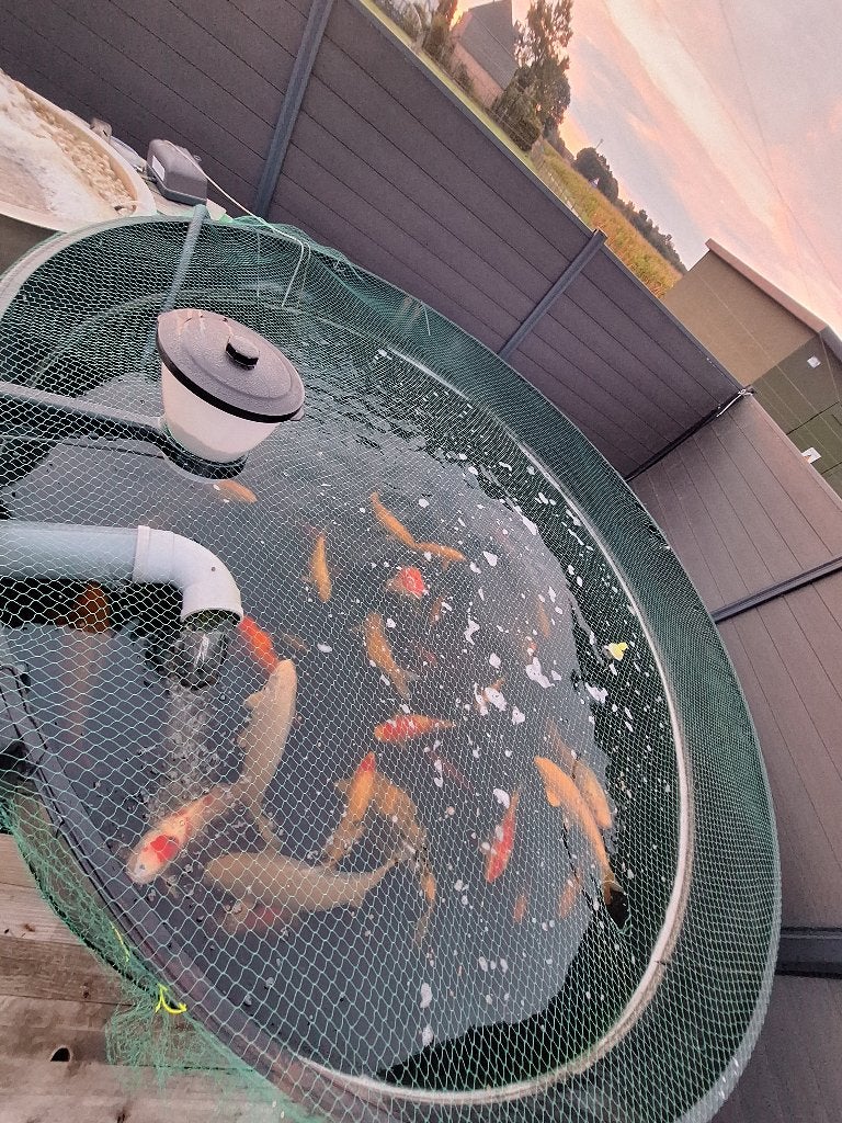 Verschillende japanse koi, Dieren en Toebehoren, Karper of Koi