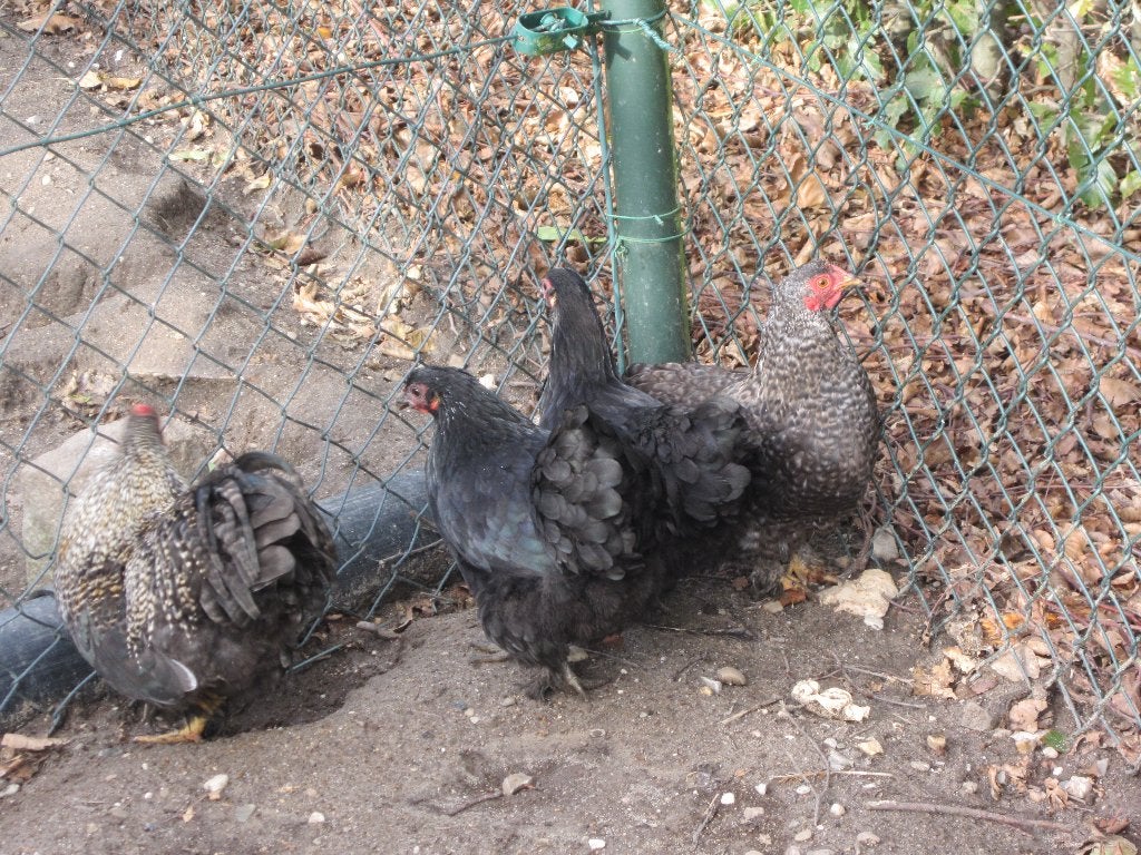 Mooie jongen krielen, Plusieurs animaux, Poule ou poulet