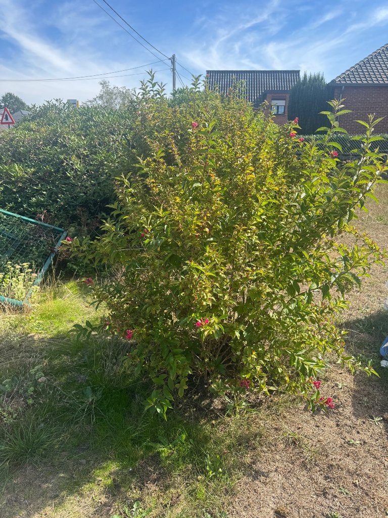 Planten, Tuin en Terras, Ophalen