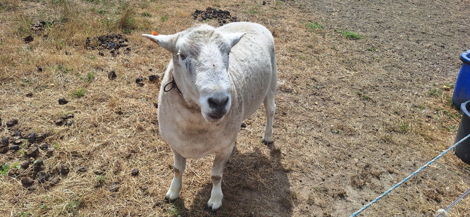Easy Care, Dieren en Toebehoren, Schapen, Geiten en Varkens, Mannelijk, Schaap, 0 tot 2 jaar