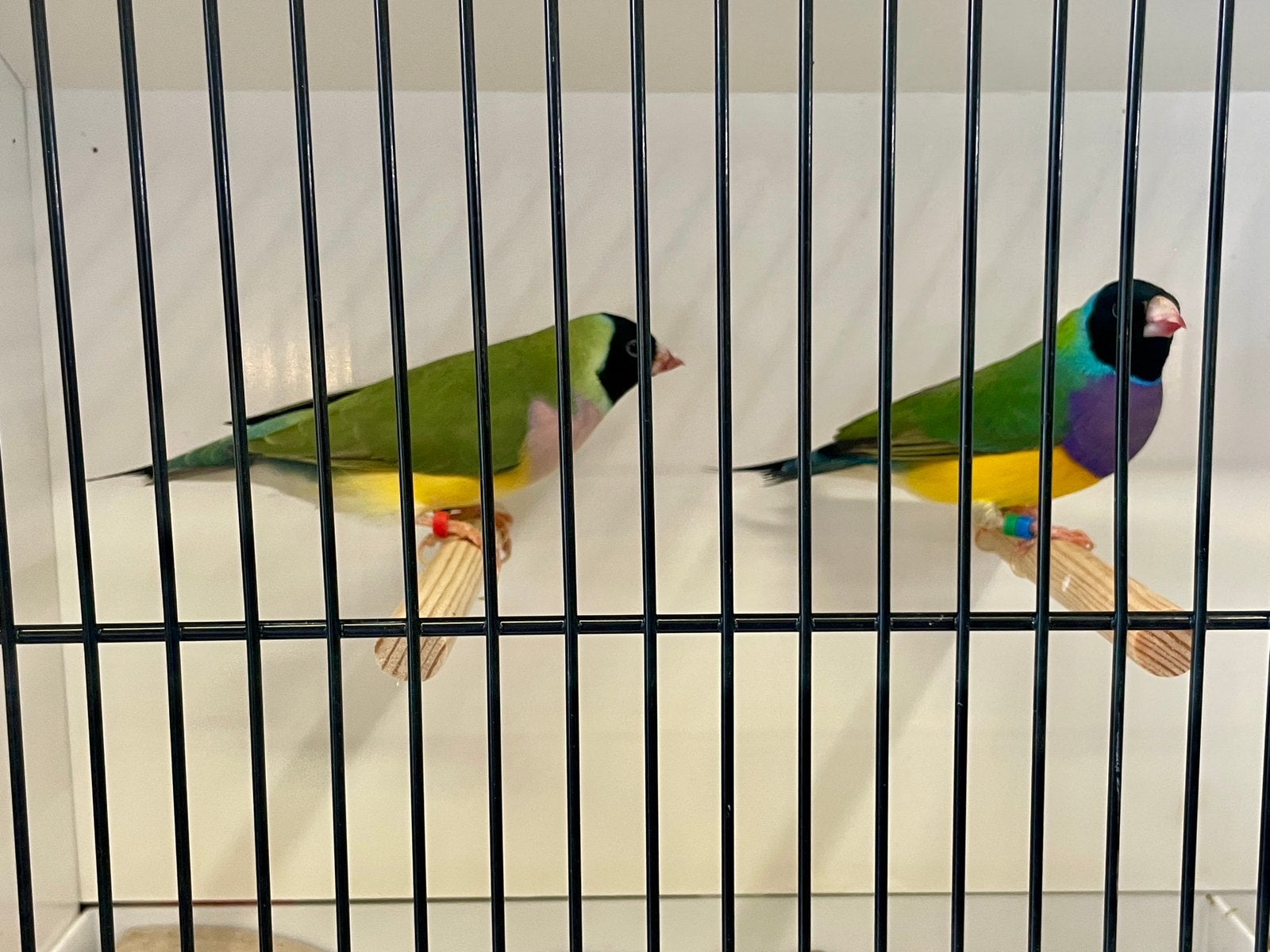 Koppel Gouldamadine, Plusieurs animaux, Oiseau tropical, Bagué