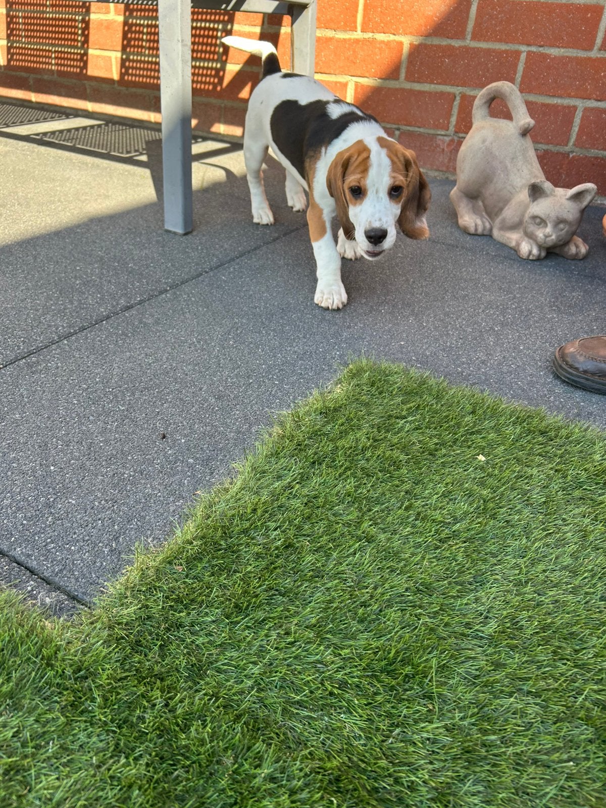 Lieve Beagle pup, België, Beagle, 8 tot 15 weken, Meerdere