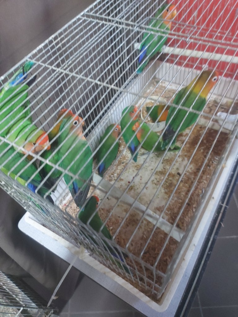Dwergpapegaaien, Dieren en Toebehoren, Meerdere dieren, Dwergpapegaai of Agapornis
