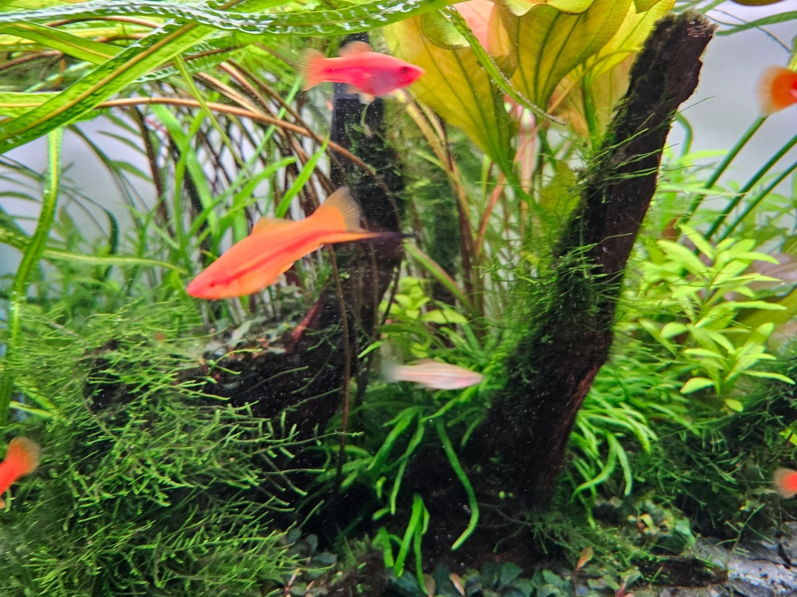 zwaarddragers te koop, Dieren en Toebehoren, Vissen | Aquariumvissen