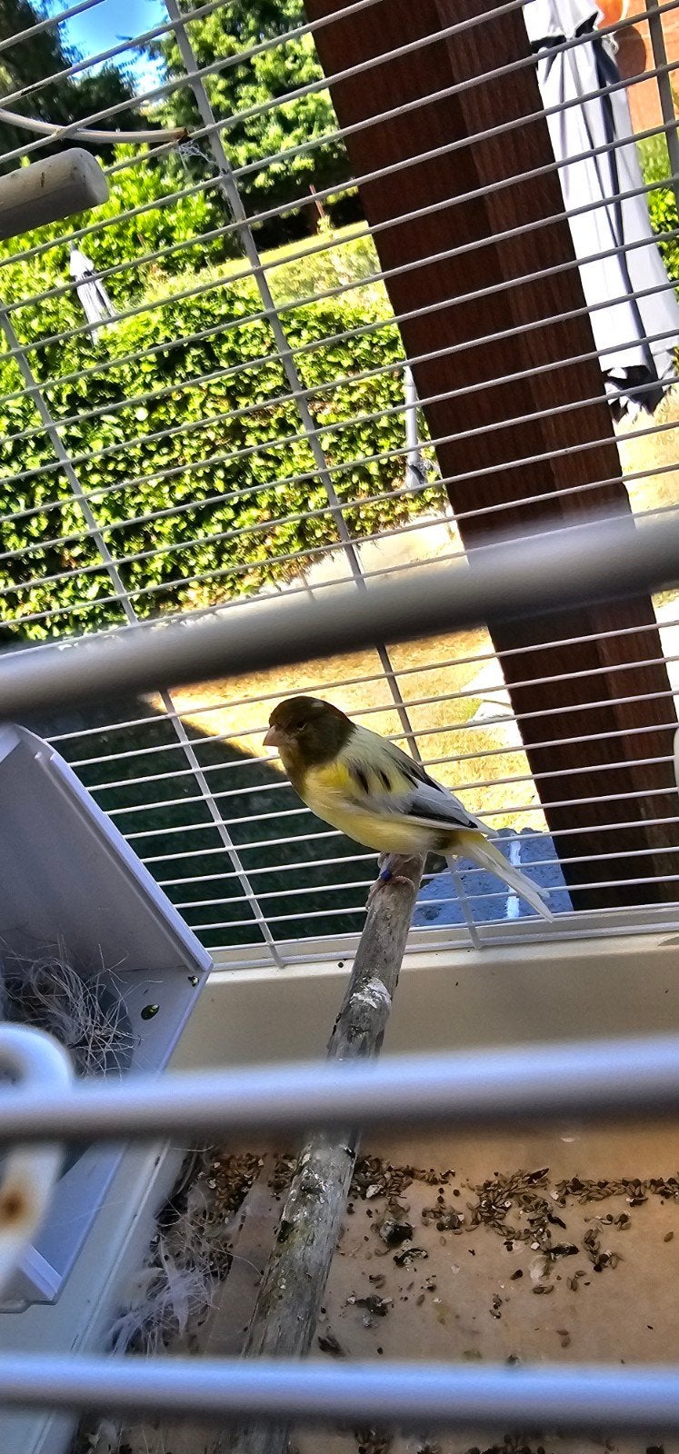 À vendre – 2 couples canaris