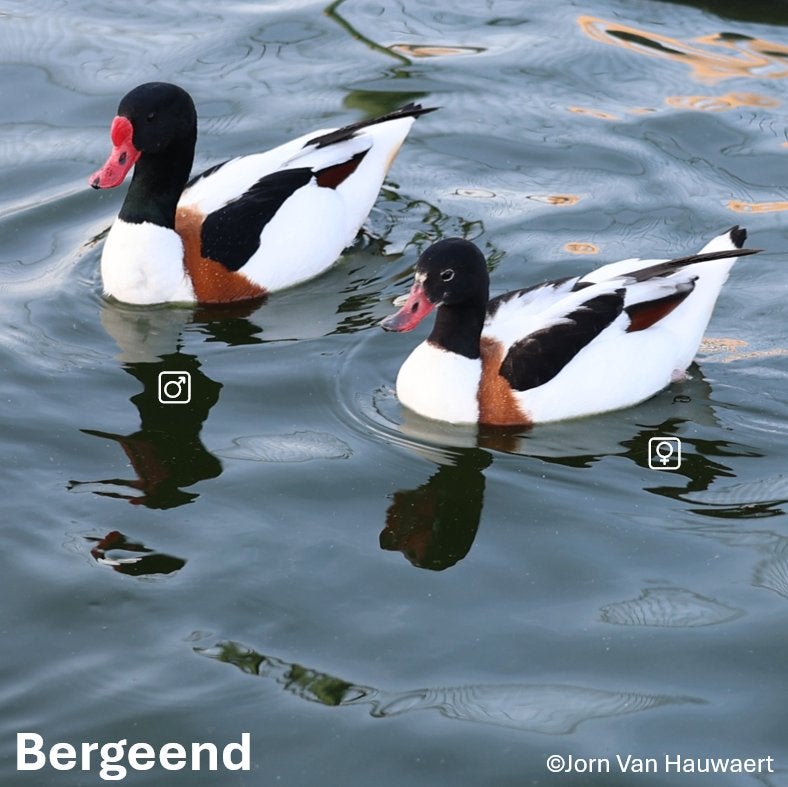 Siereenden, Plusieurs animaux, Canard