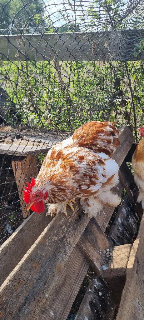Cocohine haantjes, Mâle, Poule ou poulet