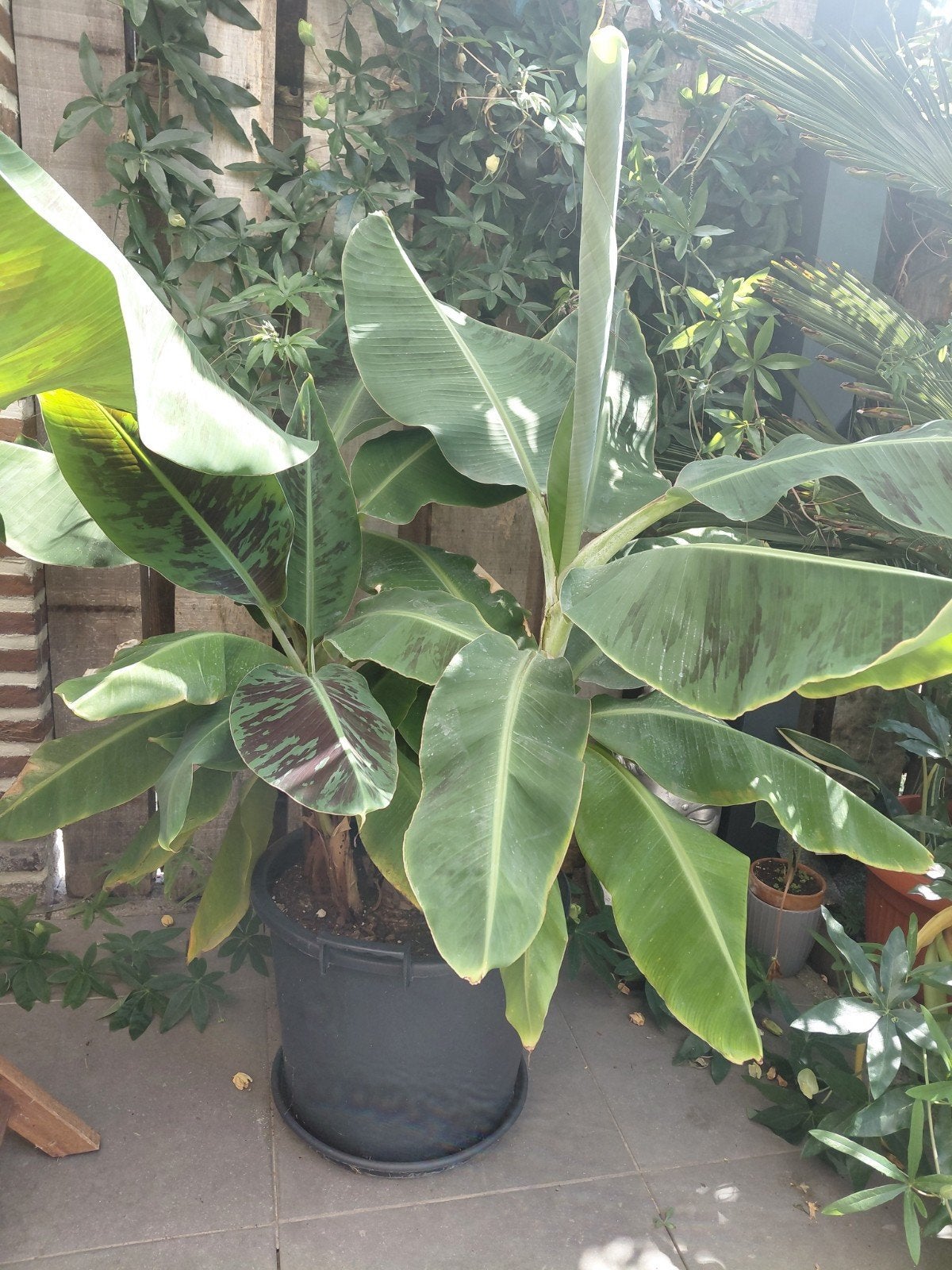 Musa Cavendisch banaanplant, Tuin en Terras, Ophalen, Zomer