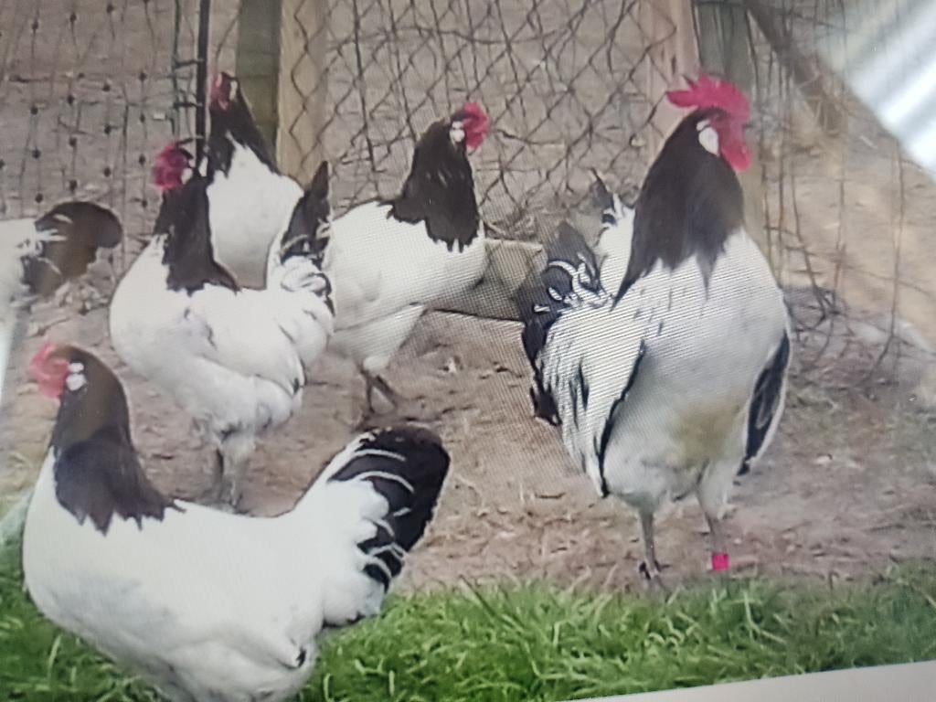 Poule lakenvelder, Plusieurs animaux, Poule ou poulet