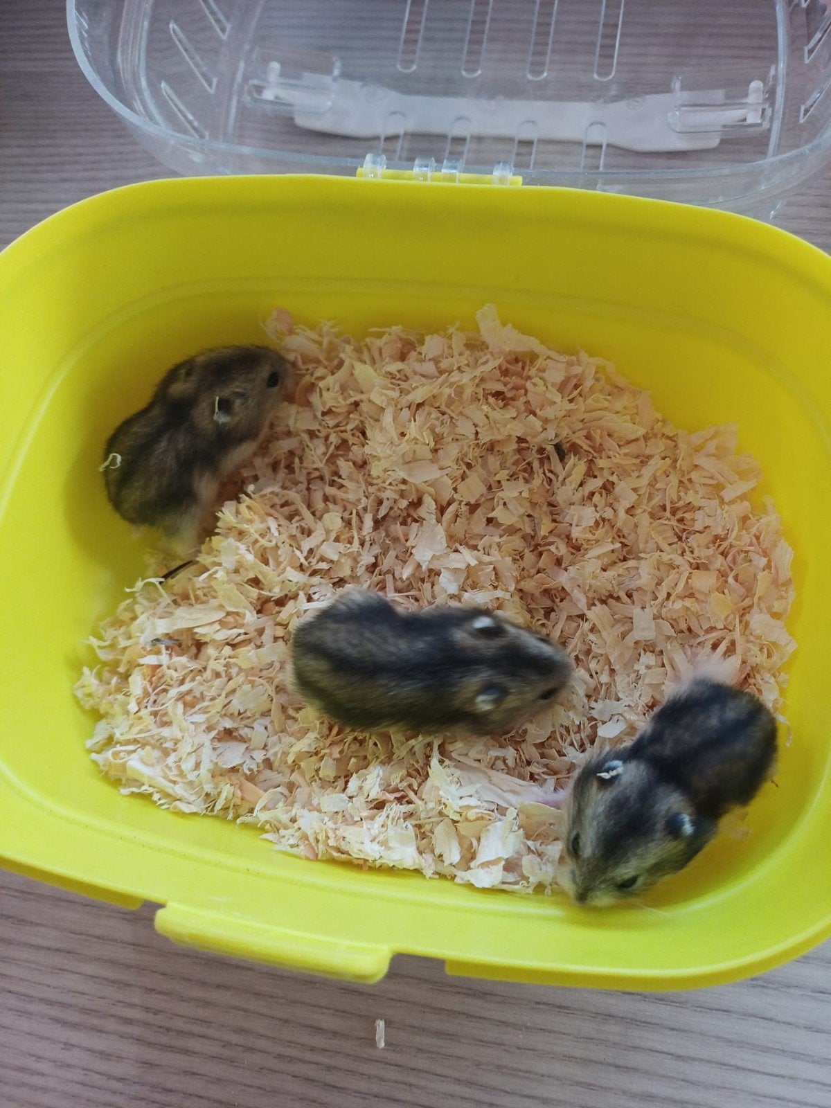 3 russische dwerghamsters te koop, Hamster, Augustus, Meerdere dieren, Tam